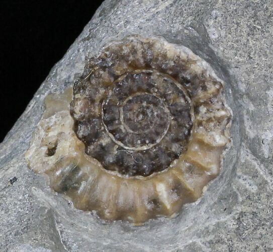 Promicroceras Ammonite - Dorset, England #30714